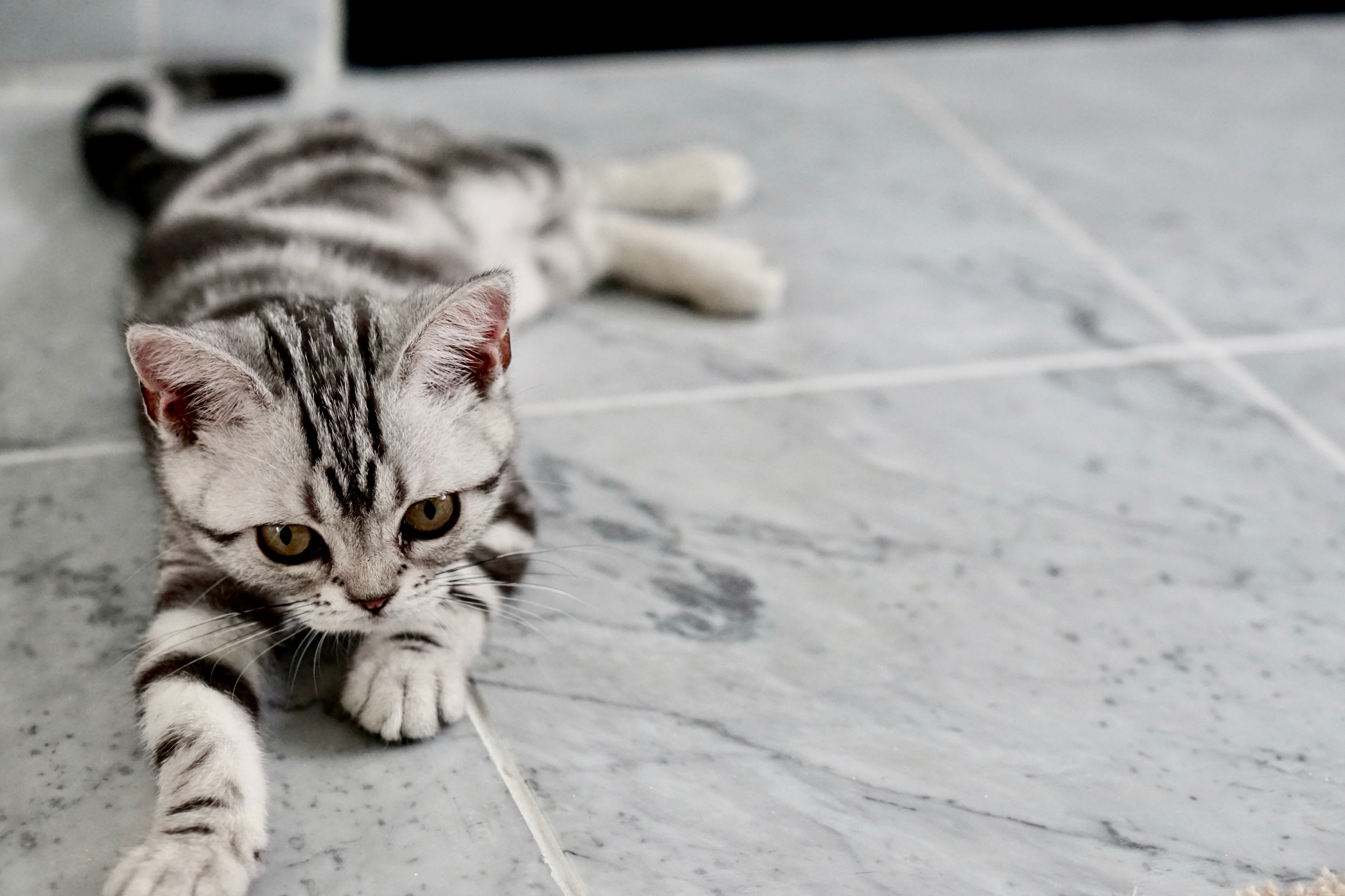 Péče o kočky a psychologie koček