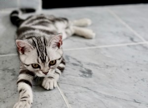 Péče o kočky a psychologie koček