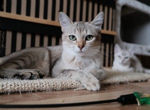 Problemen van destructief gedrag bij katten