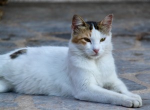 猫の行動とボディーランゲージを理解する方法 