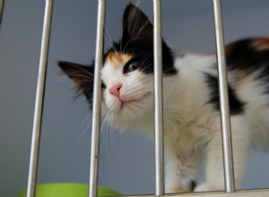 Wat is beter:een kat adopteren of een kitten kopen?