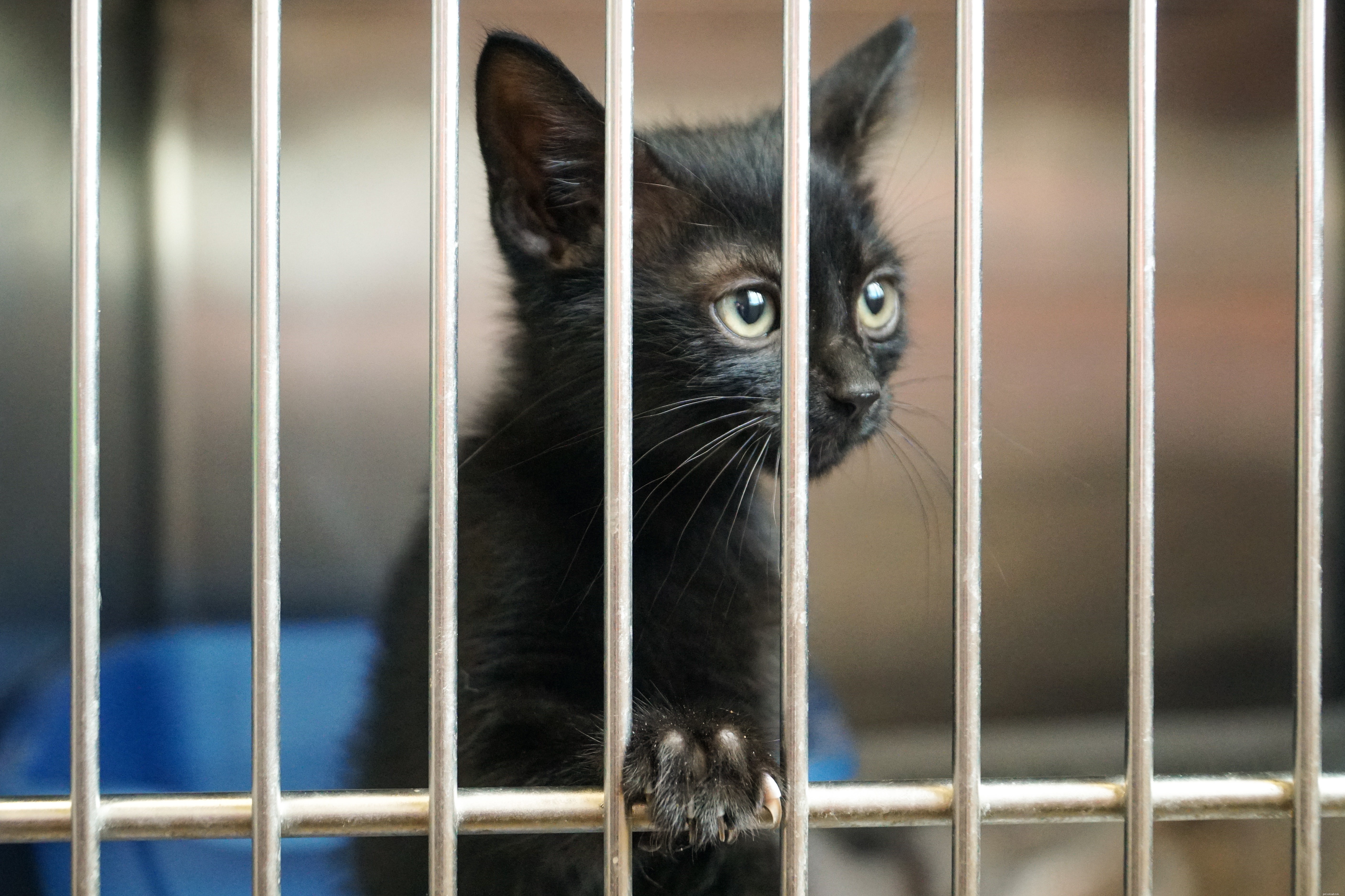 Vilket är bättre – att adoptera en katt eller köpa en kattunge?