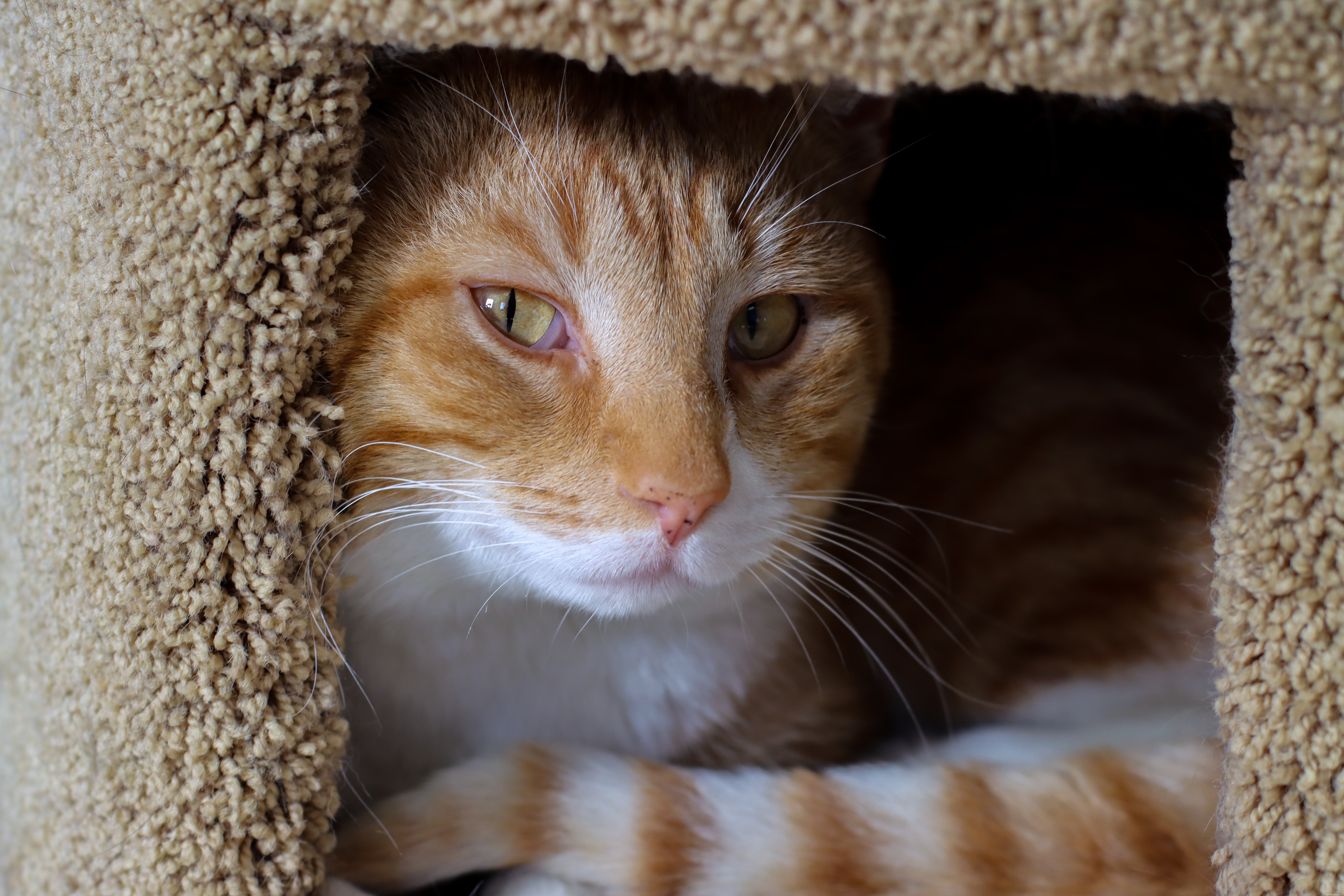 Wat is beter:een kat adopteren of een kitten kopen?