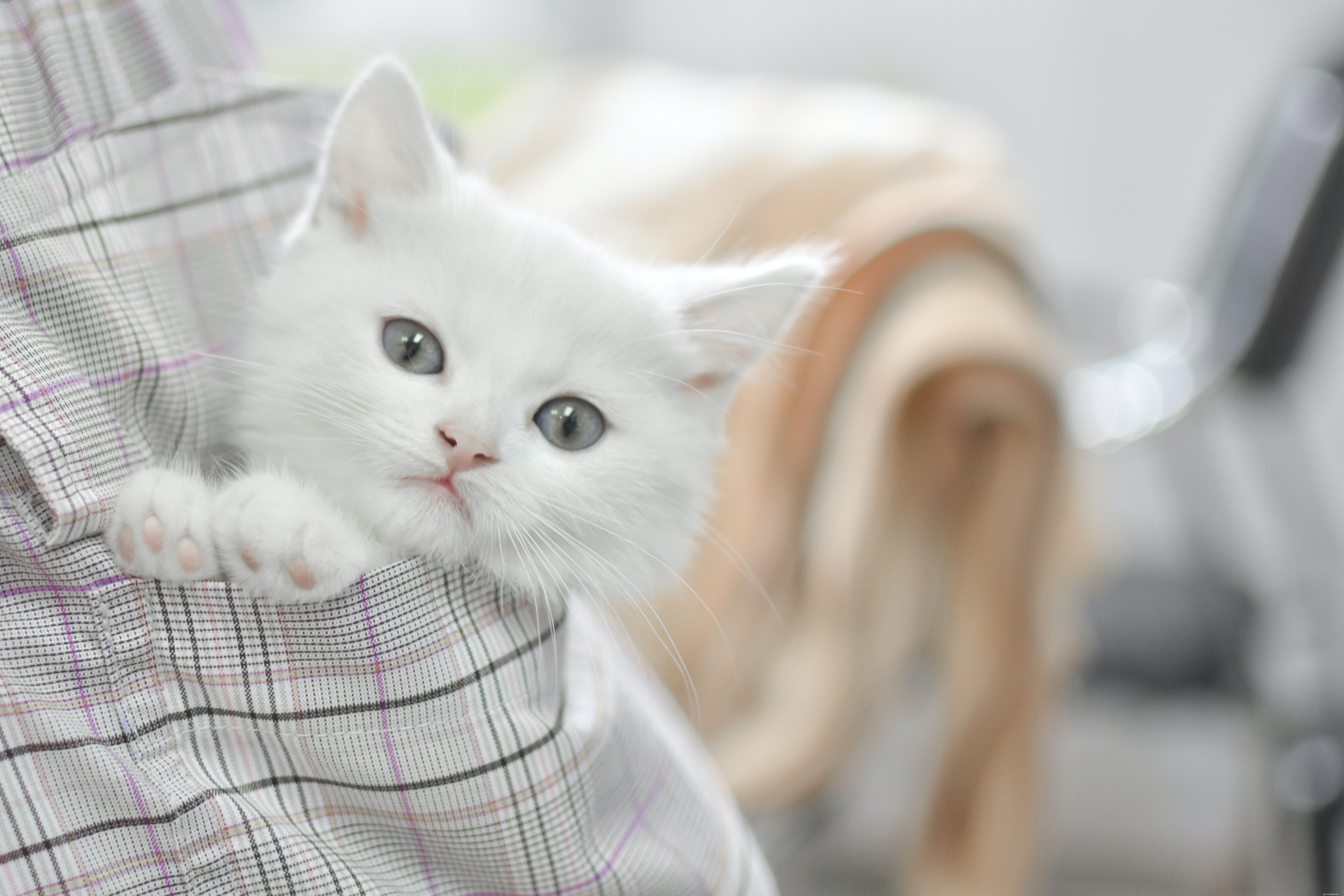 O que é melhor – adotar um gato ou comprar um gatinho?