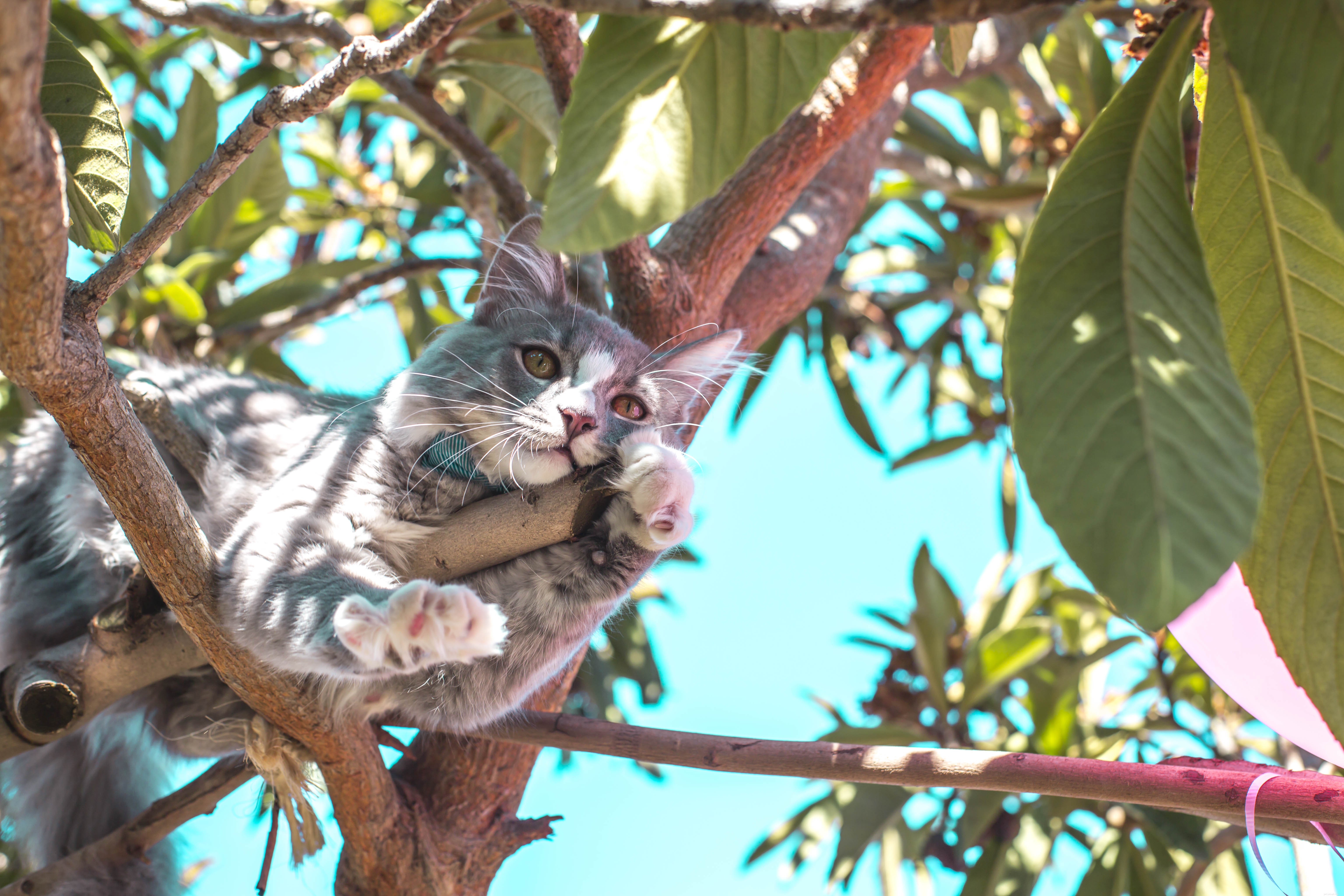 Um gato em uma árvore. Como reagir para ajudar seu animal de estimação?