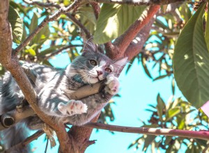 나무 위의 고양이. 반려동물을 돕기 위해 어떻게 대처해야 합니까?