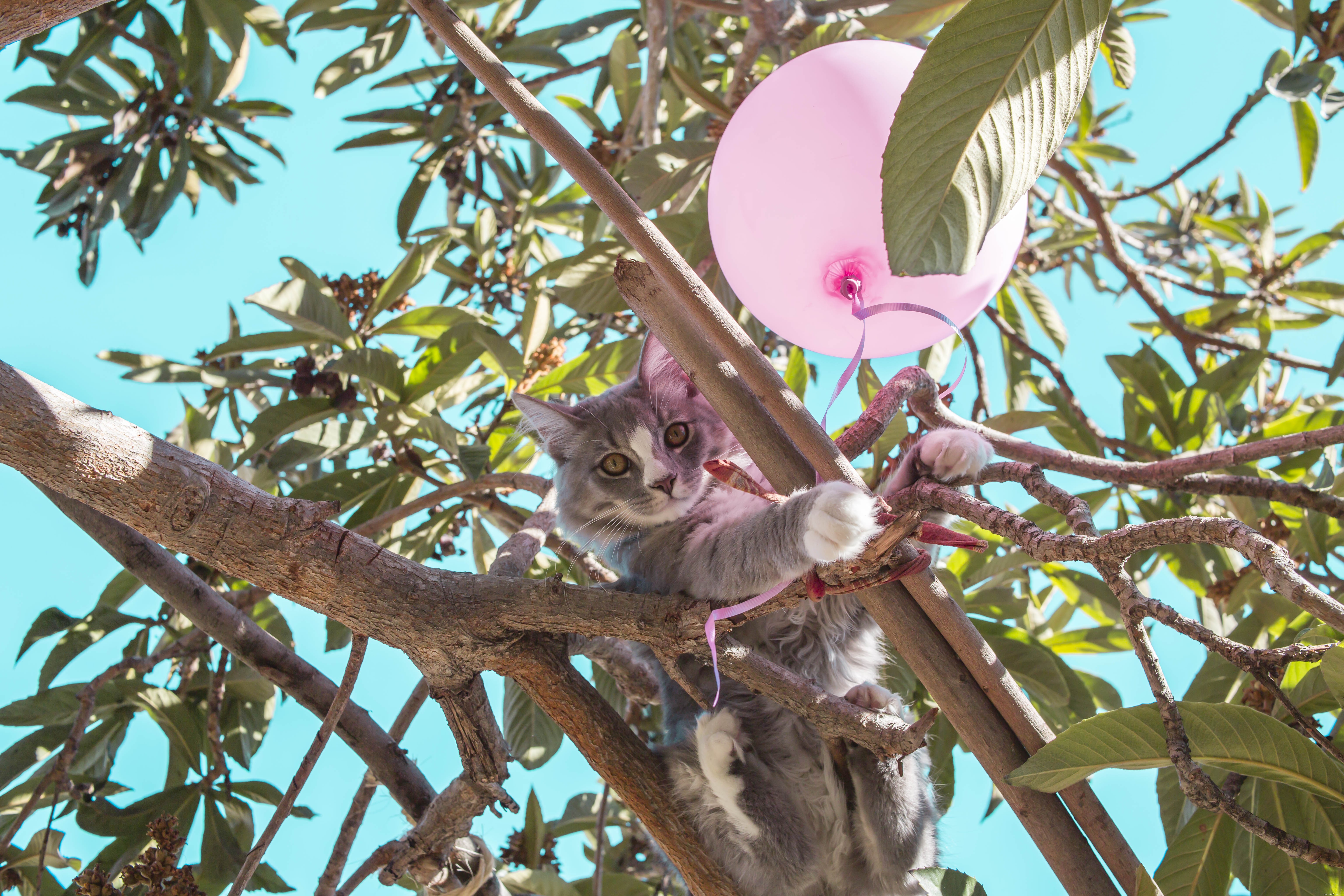 Een kat in een boom. Hoe te reageren om uw huisdier te helpen?