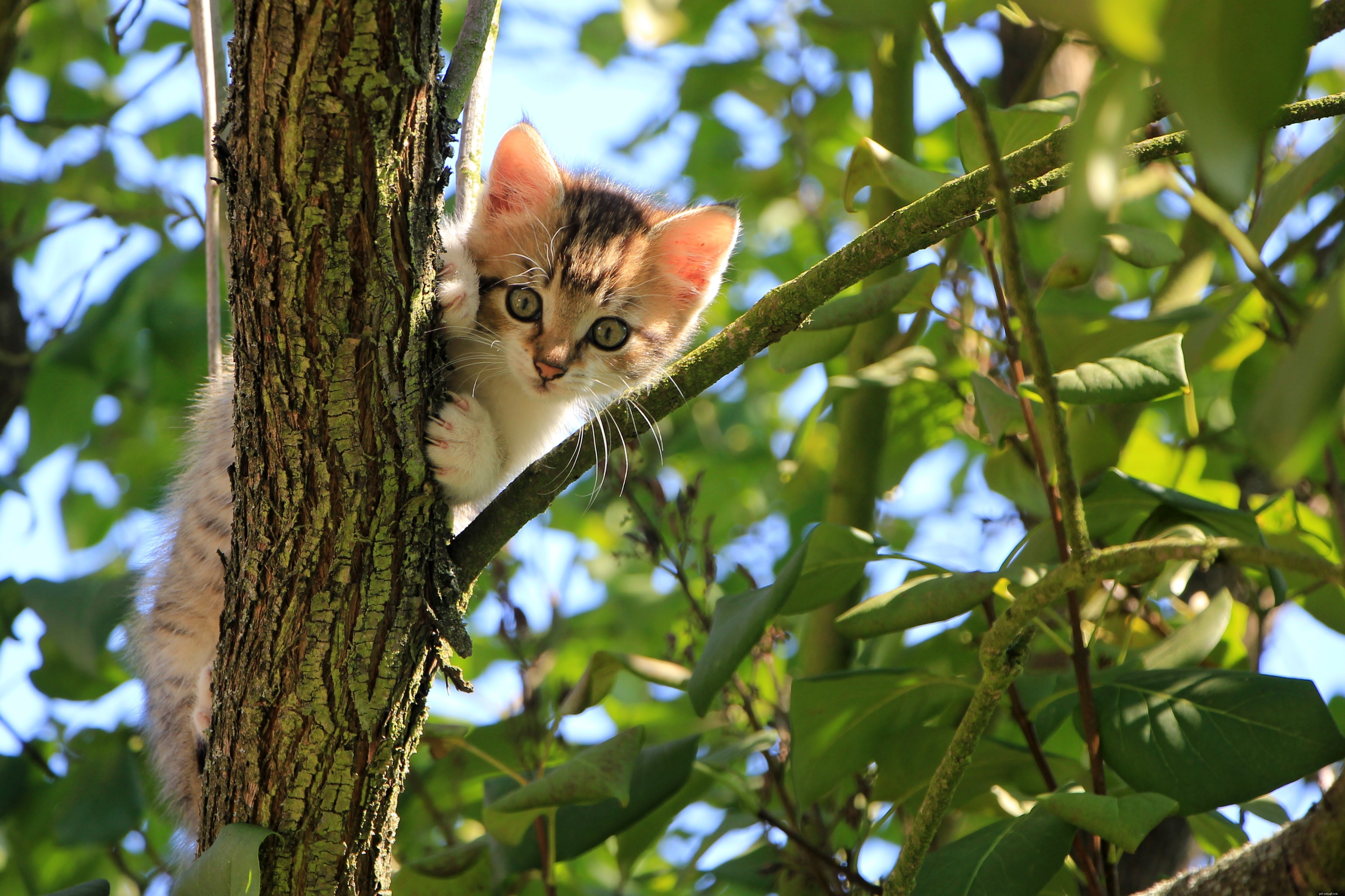 木の上の猫。あなたのペットを助けるために反応する方法は？ 