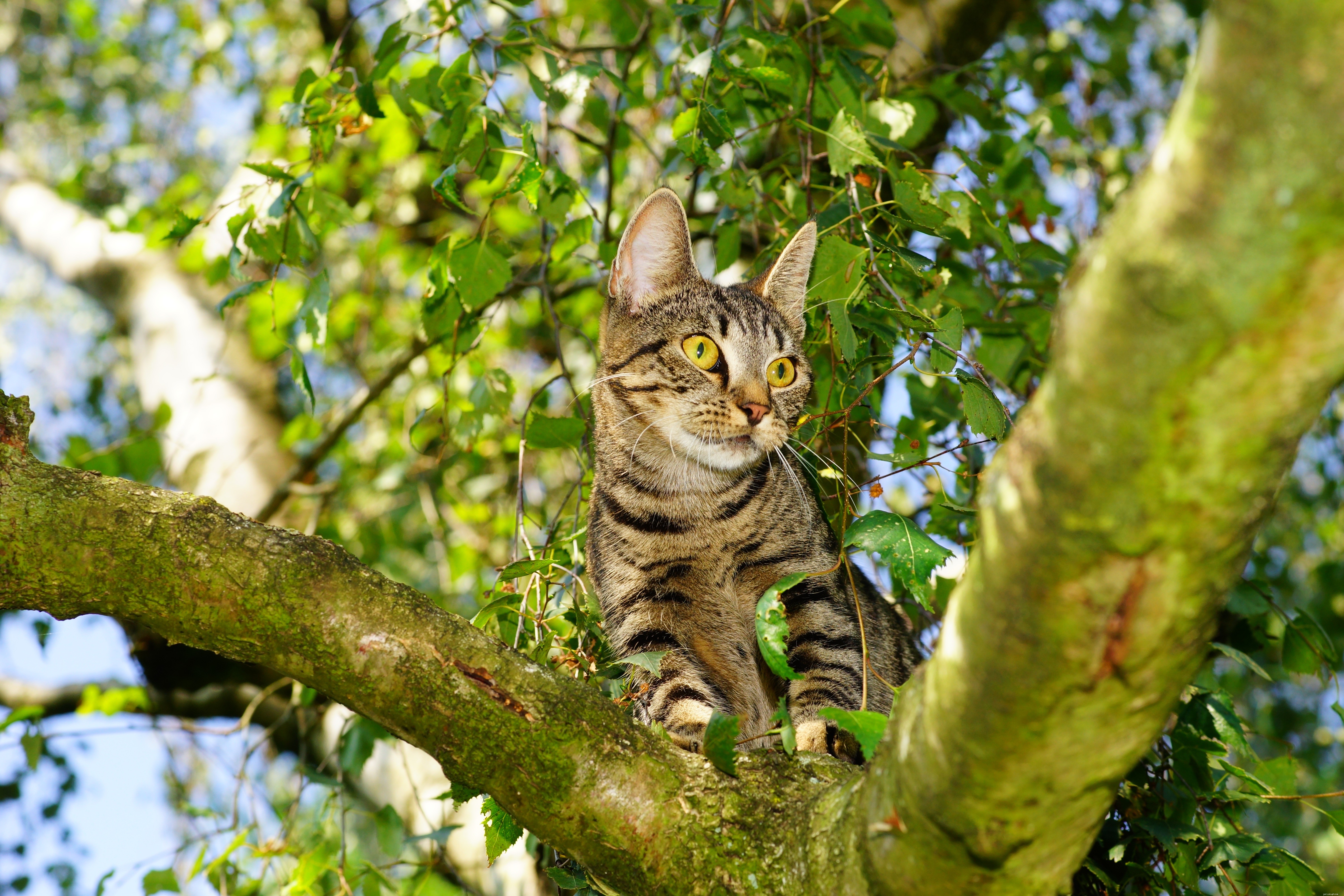 Un gatto su un albero. Come reagire per aiutare il tuo animale domestico?