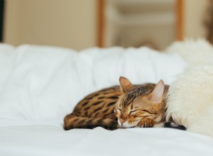 Hoe herken je kattenziektes?