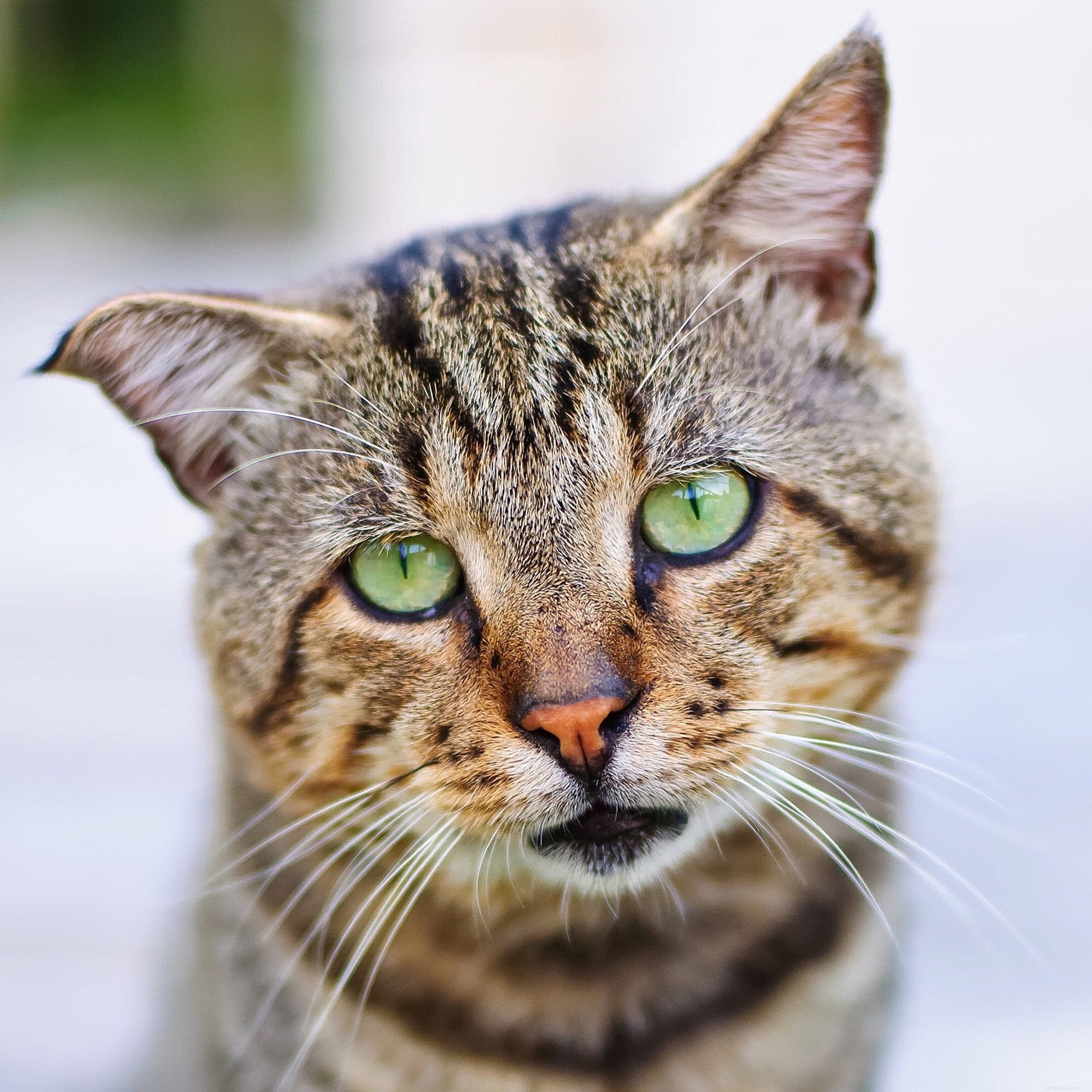 Comment remarquer les maladies des chats ?