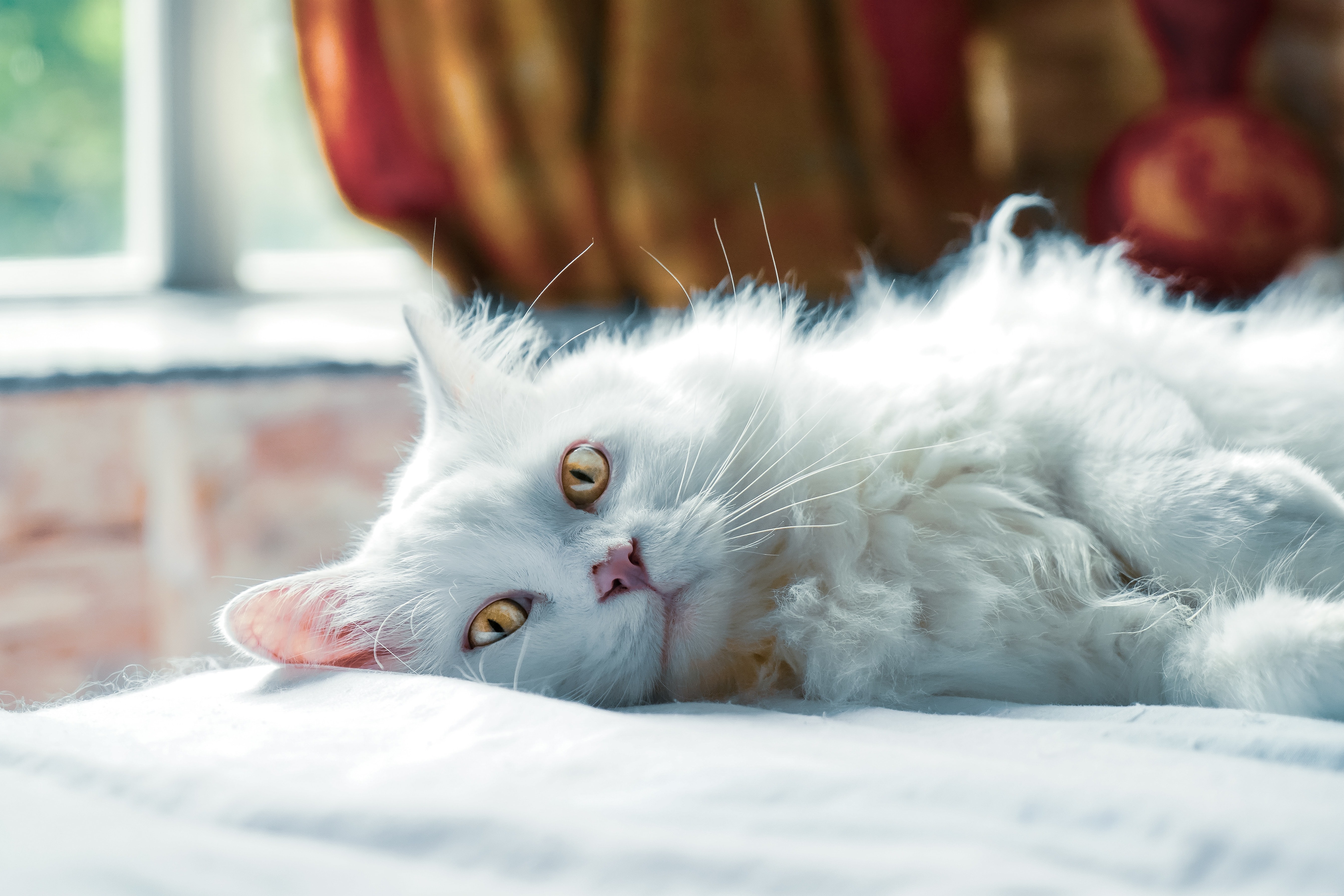 Hur märker man kattsjukdomar?