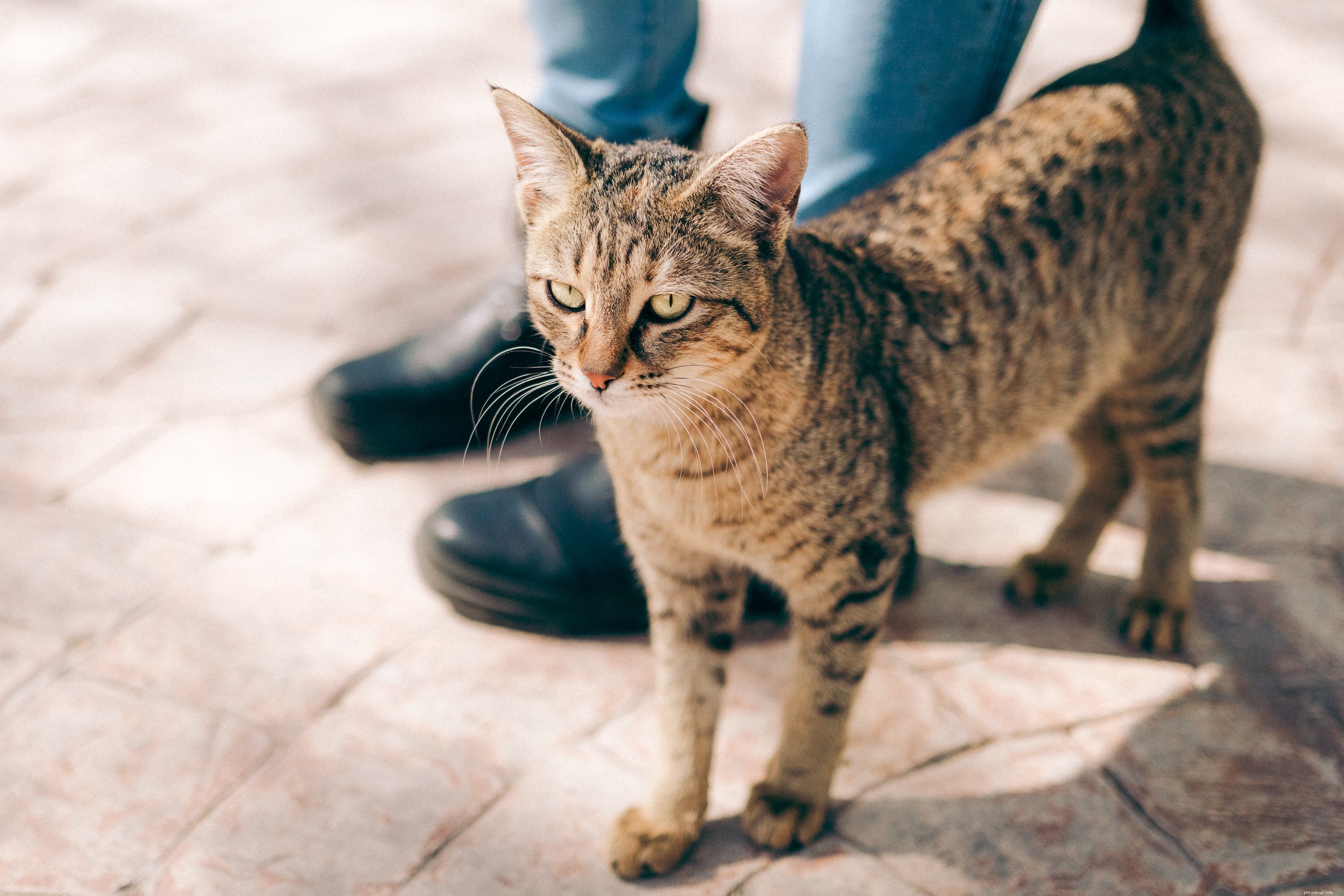 Como detectar doenças de gatos?