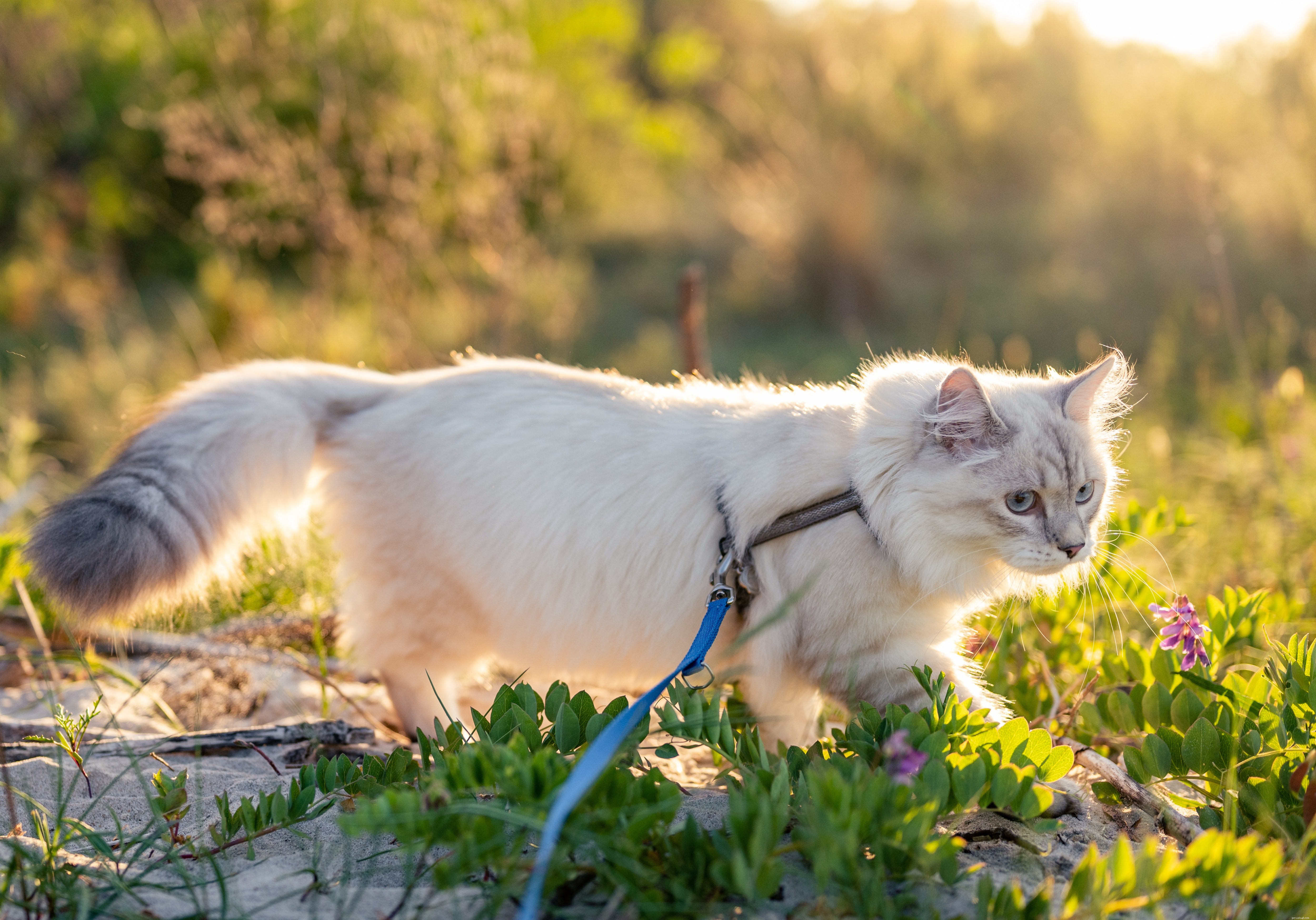 猫にひもにつないで歩くように教える方法は？ 