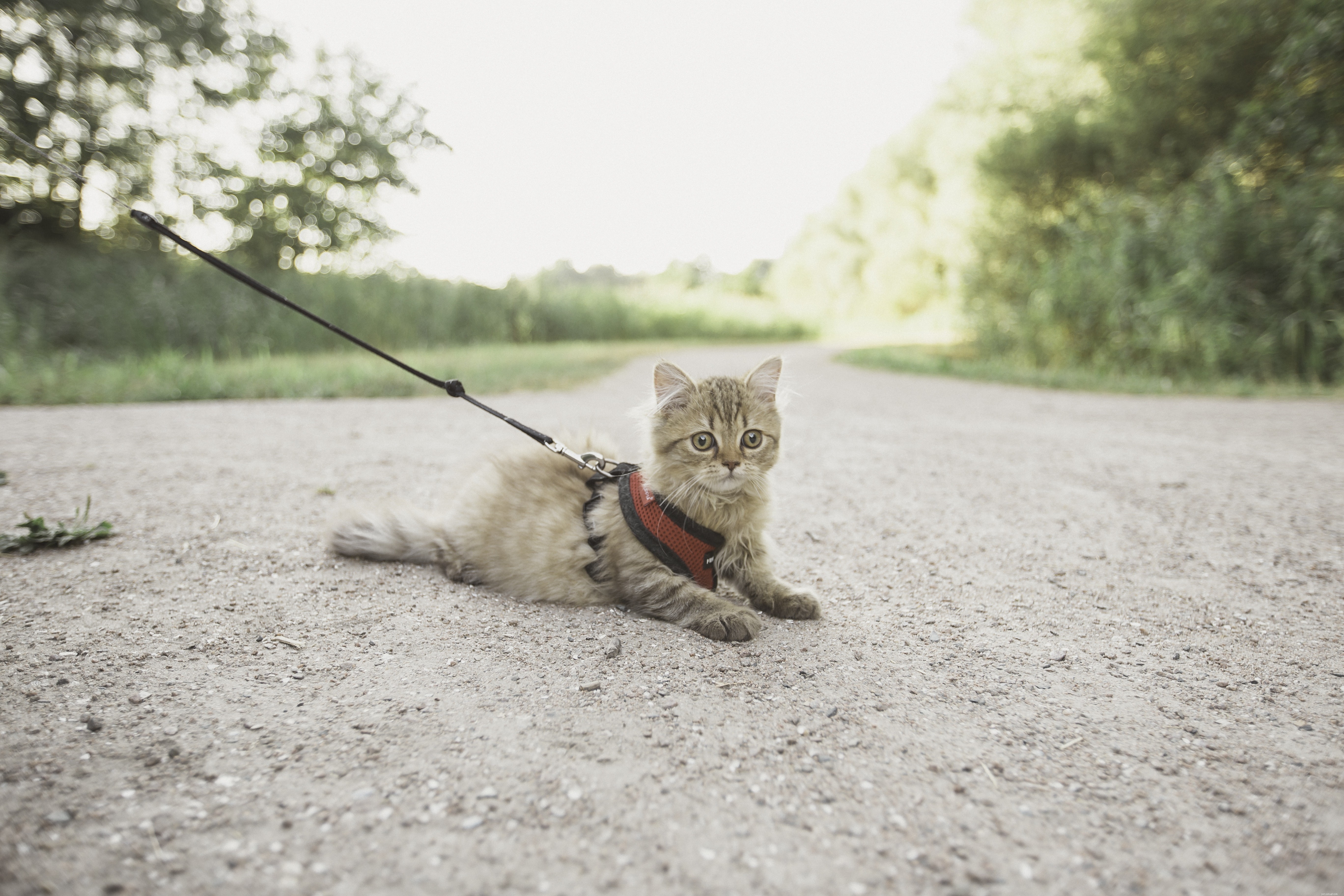 Hoe leer je een kat aan de lijn lopen?