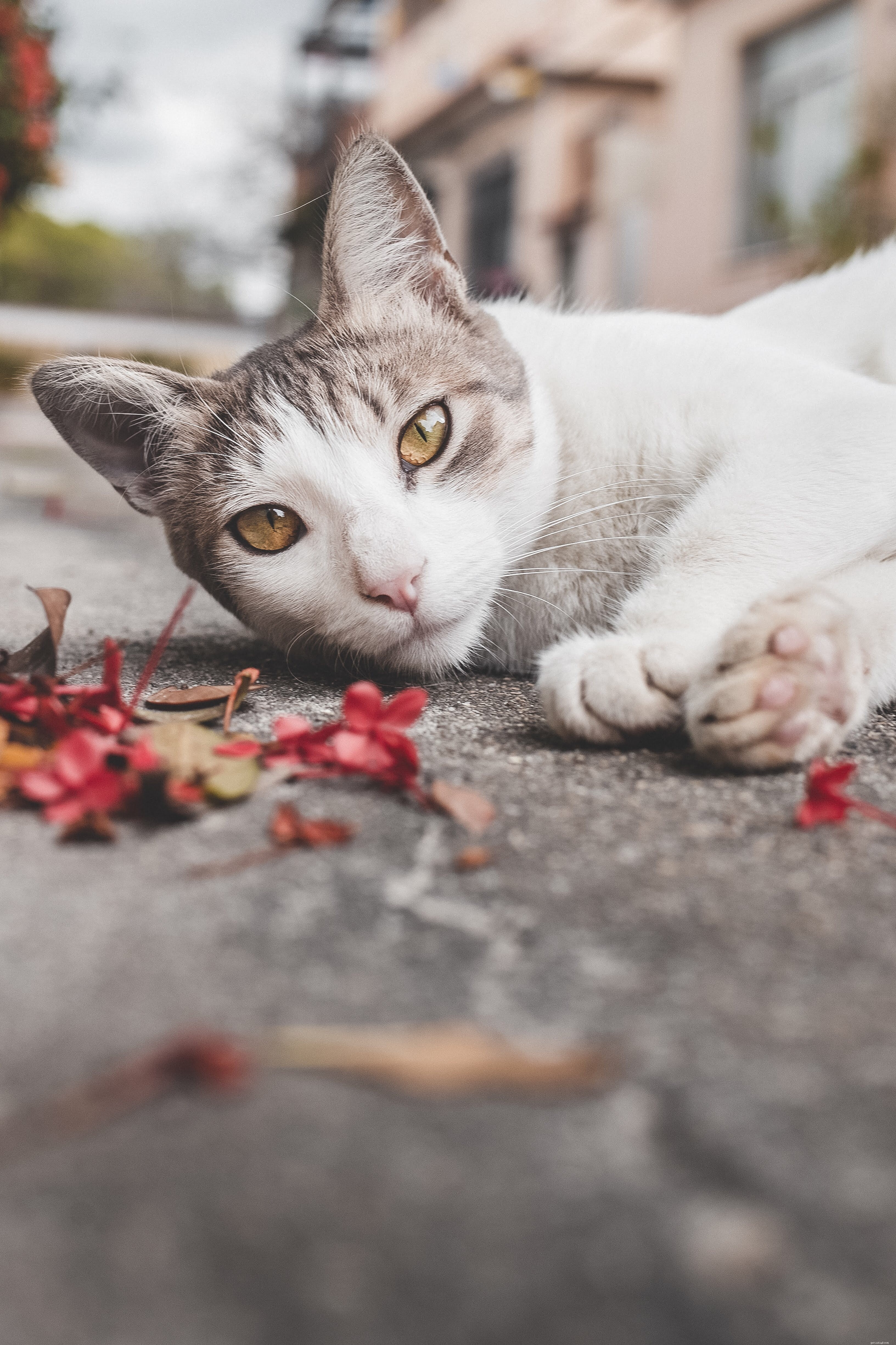 Felinoterapia – trattamento per gatti