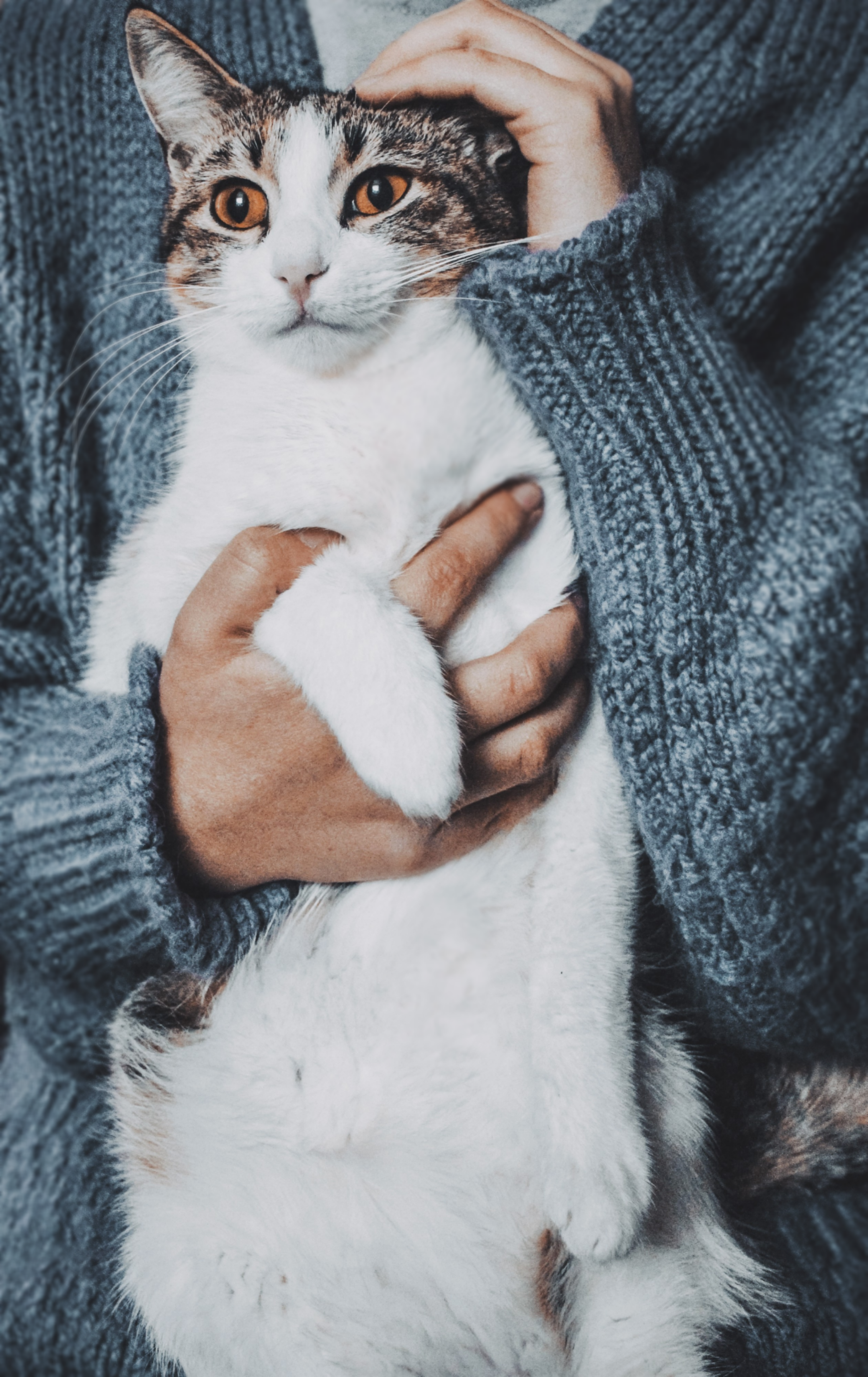 Felinoterapi – behandling för katter