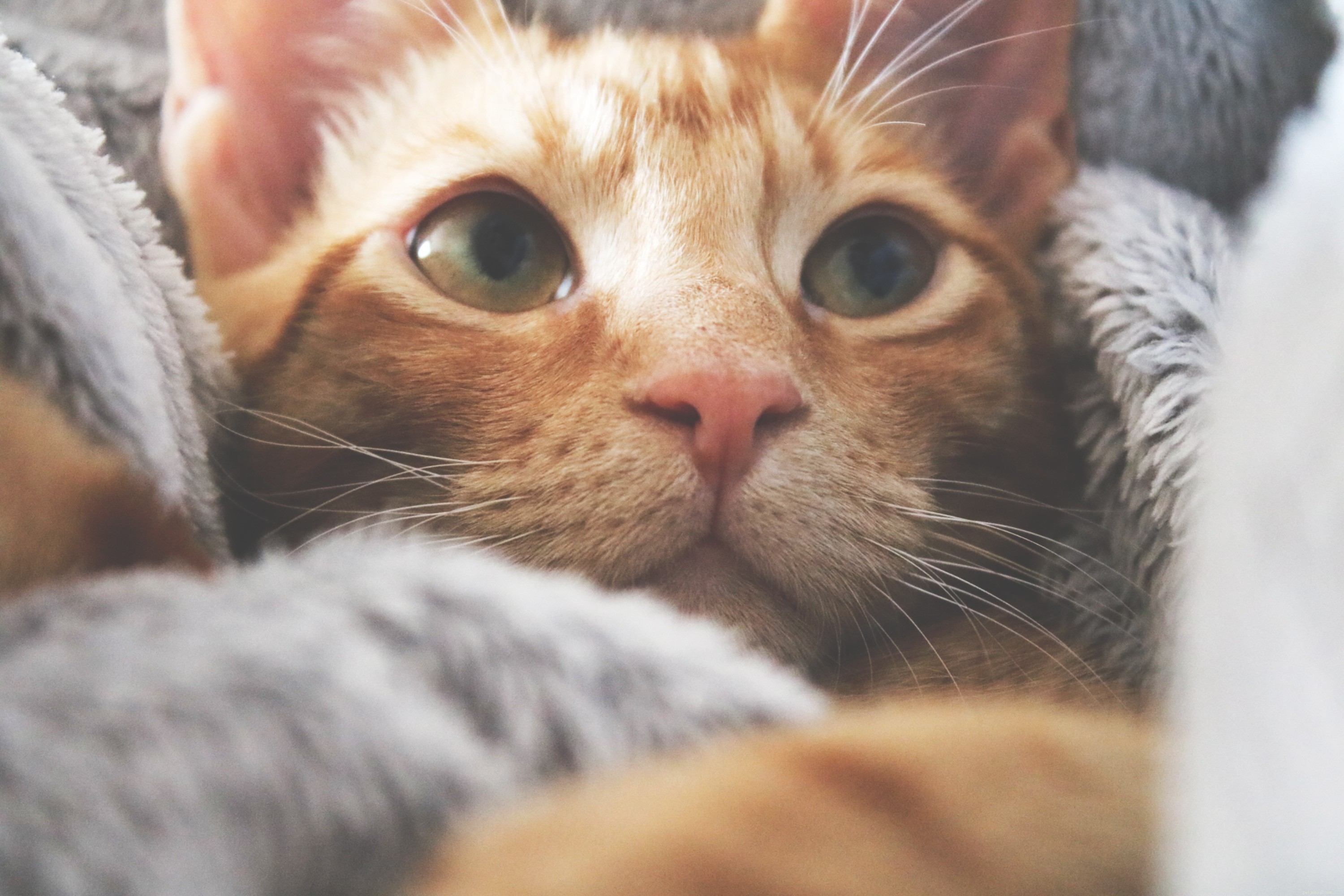 Cosa devi sapere sulla cura del gatto?