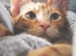 Co potřebujete vědět o péči o kočky?