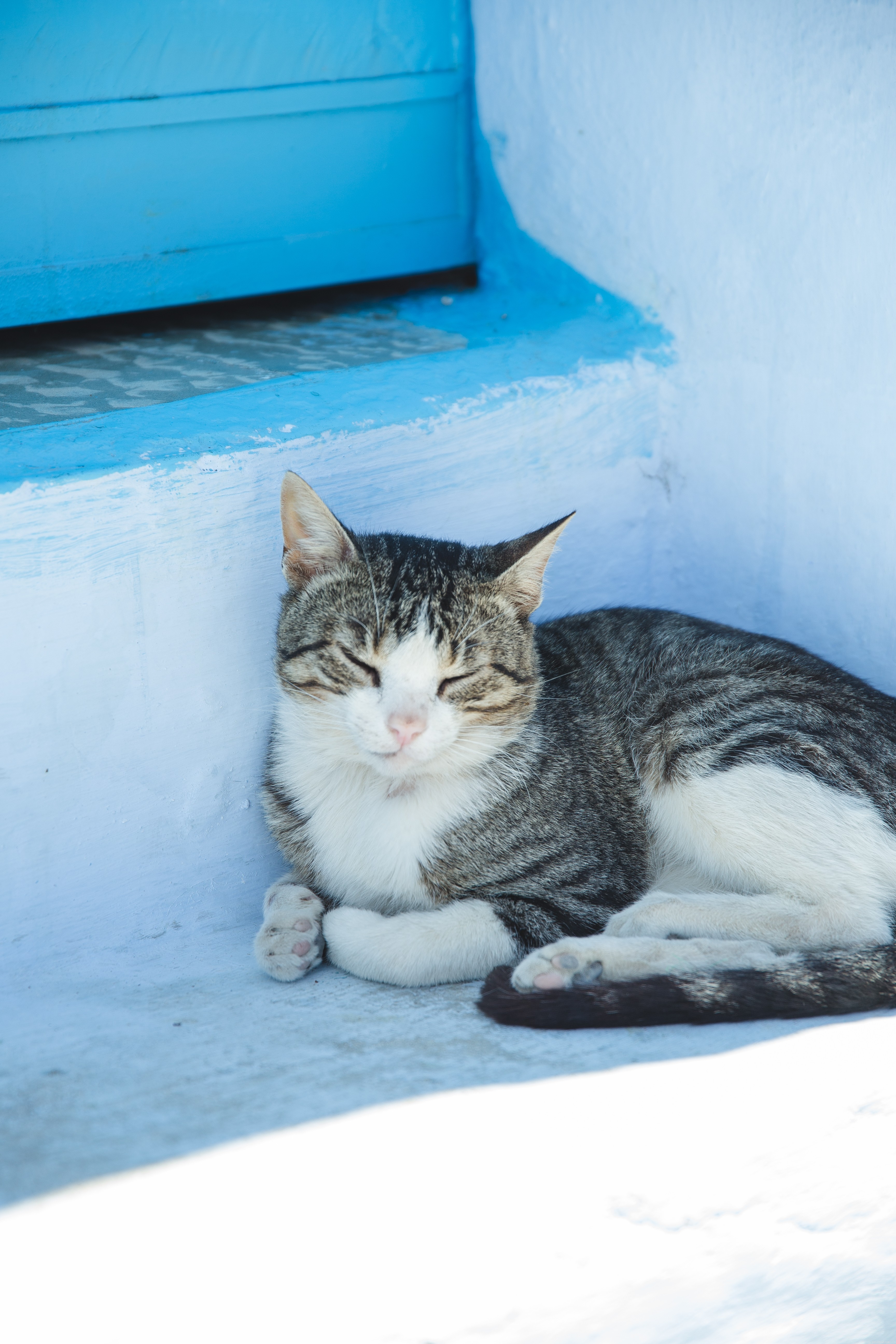 Wat u moet weten over kattenverzorging?