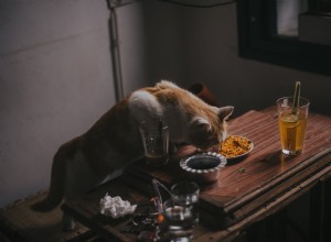 Tipy pro výživu koček