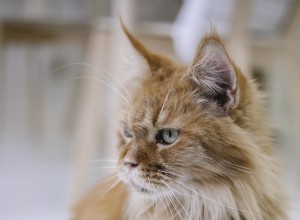 미국에서 인기 있는 5가지 고양이 품종