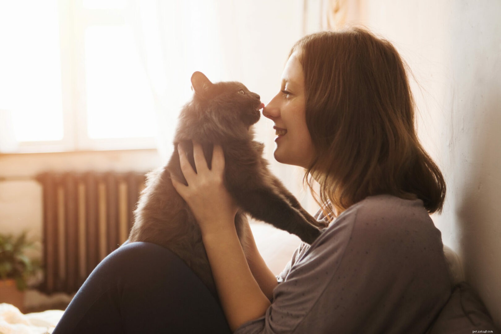 Признаки того, что ваша кошка становится глухой