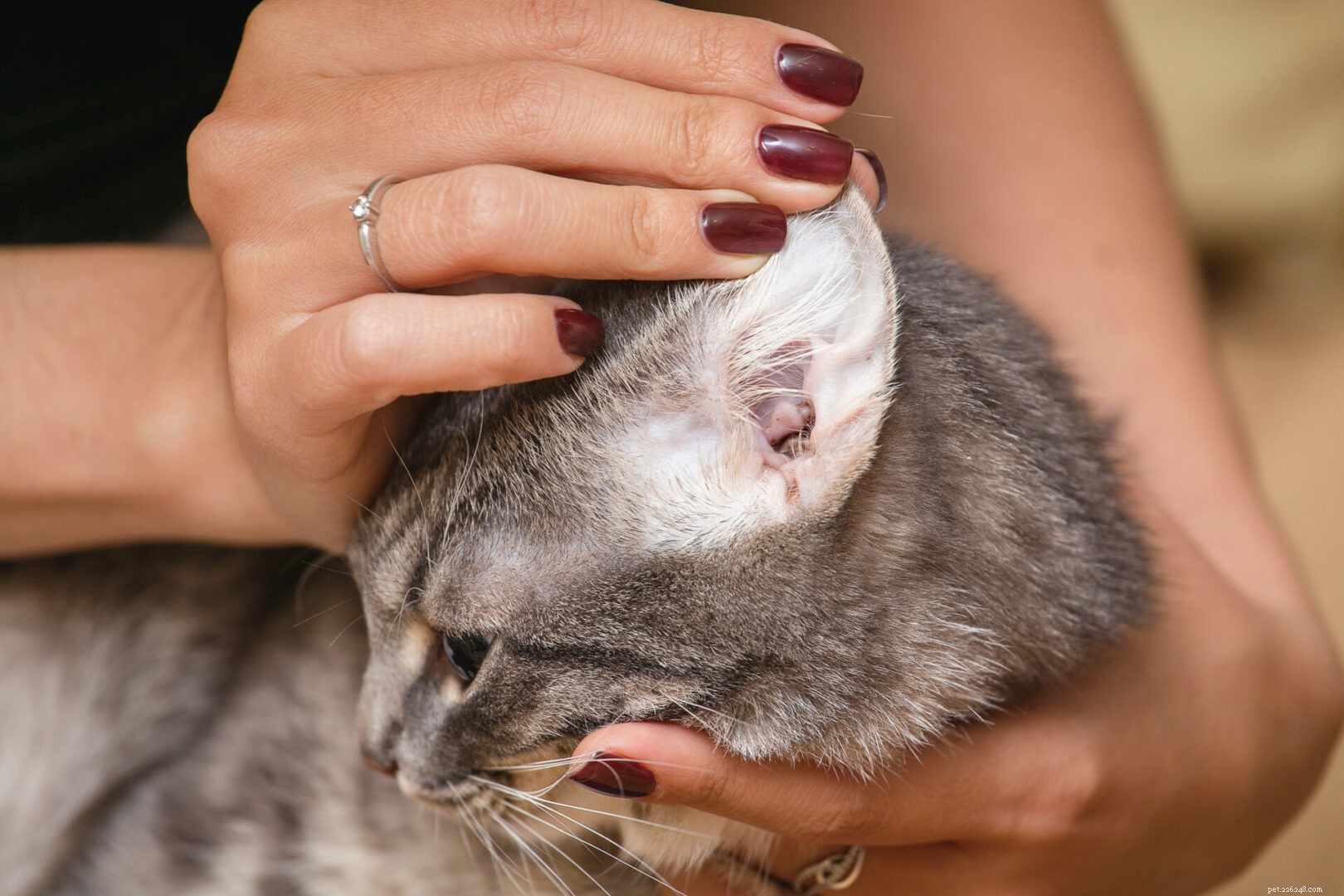 Co vědět o ušních roztočích u koček