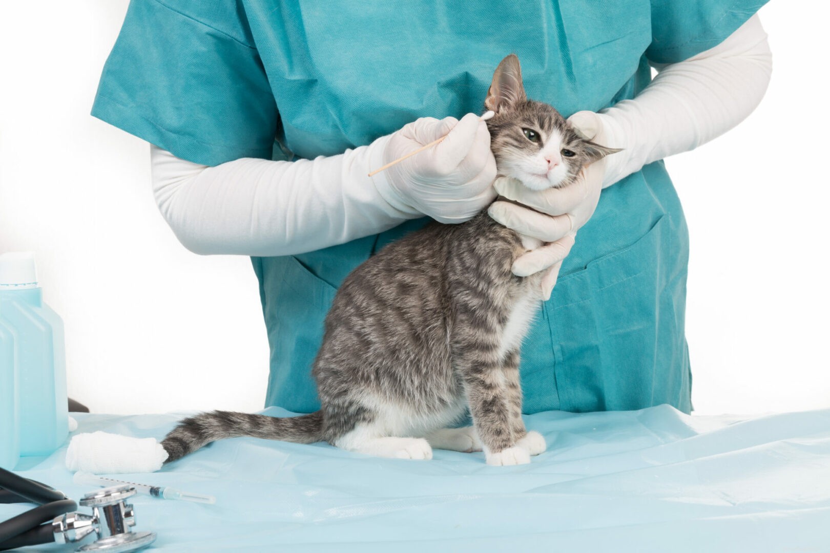 Wat u moet weten over oormijt bij katten