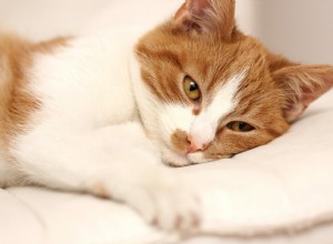 COPD:고양이의 만성 폐쇄성 폐질환 이해