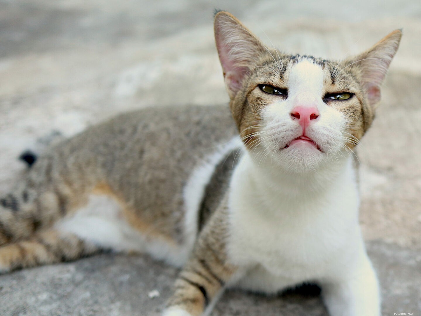 ХОБЛ:понимание хронической обструктивной болезни легких у кошек