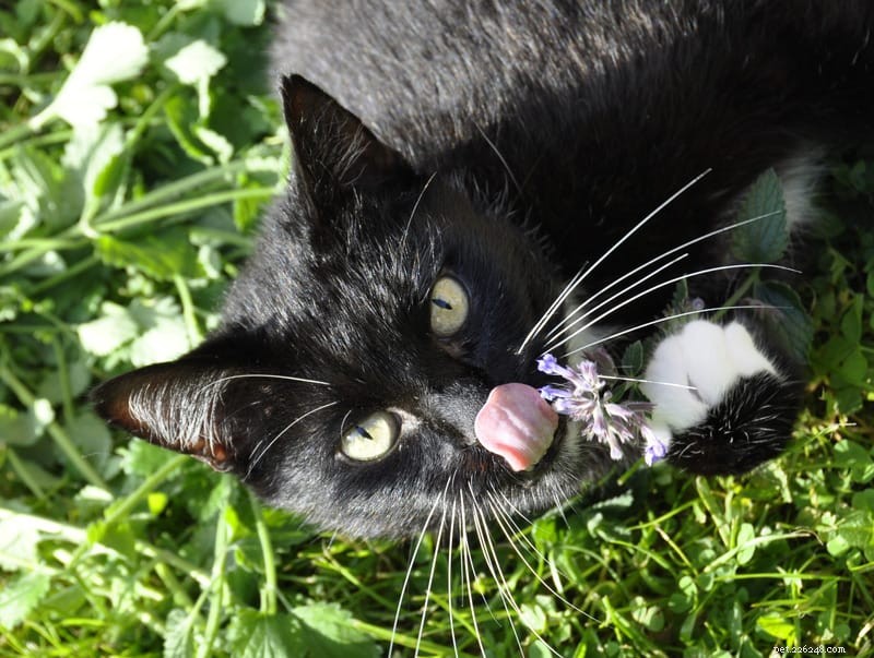 Kunnen katten kattenkruid eten?