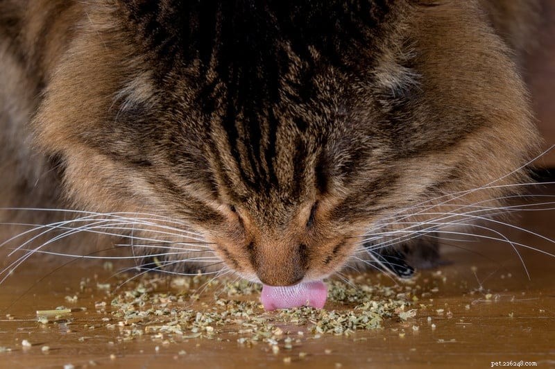 I gatti possono mangiare l erba gatta?