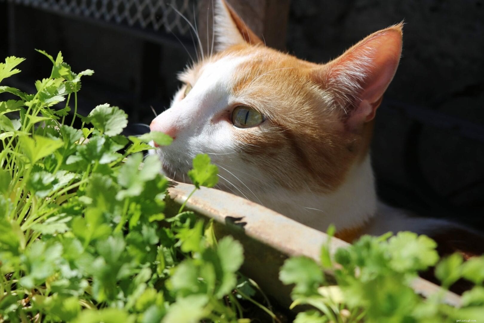 Les chats peuvent-ils manger de l herbe à chat ?