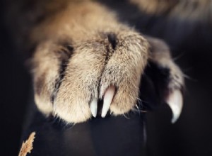 미시간 주, 고양이 발톱 제거를 불법화하는 법안 제안