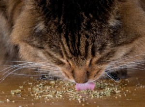 Catnip:Proč to někteří milují a někteří se o to ani nezajímají