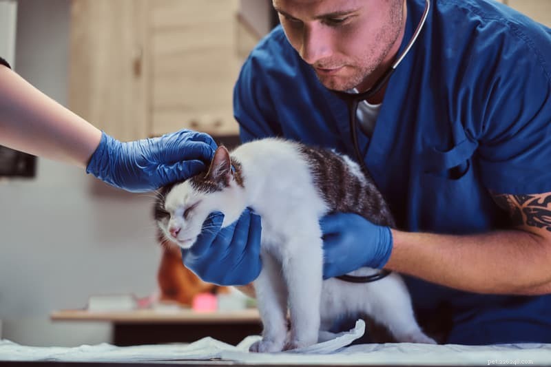 Kočičí nachlazení a infekce horních cest dýchacích:Co potřebujete vědět