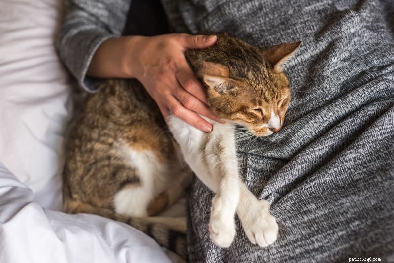 Raffreddore di gatto e infezioni delle vie respiratorie superiori:cosa devi sapere