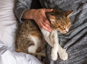 고양이 감기 및 상부 호흡기 감염:알아야 할 사항