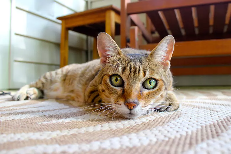 Esenciální oleje a kočky:Co potřebujete vědět, aby byla vaše kočička v bezpečí