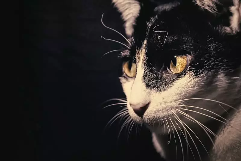 Эфирные масла и кошки:что нужно знать, чтобы обезопасить своего котенка