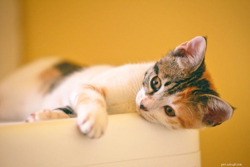 일리노이 주의 새로운 법으로 모든 고양이에게 광견병 예방접종 의무화
