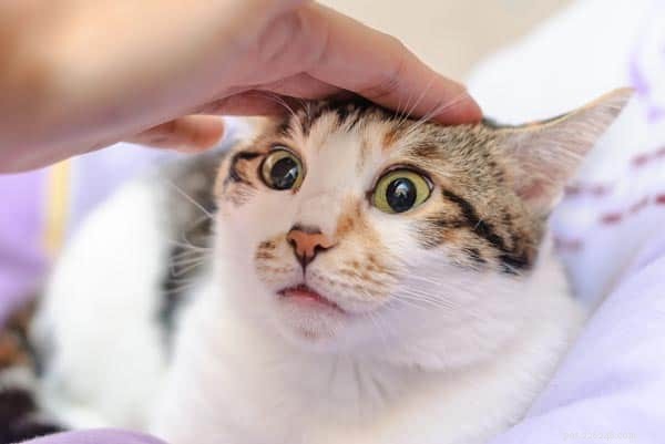 Tlačení hlavy u koček:Co každý majitel kočky potřebuje vědět