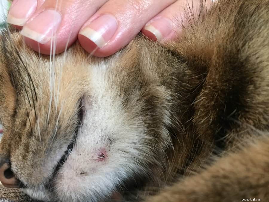 Qu est-ce que l acné du chat et comment la traiter