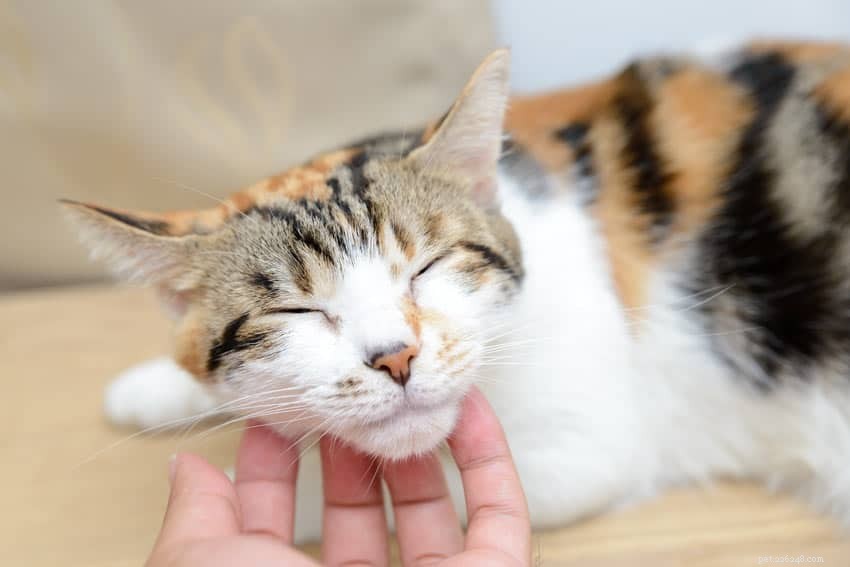 Cos è l acne del gatto e come trattarla