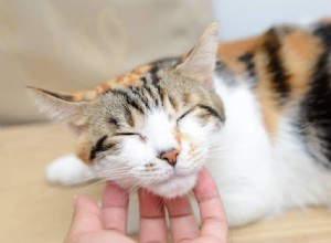 고양이 여드름이란 무엇이며 치료 방법