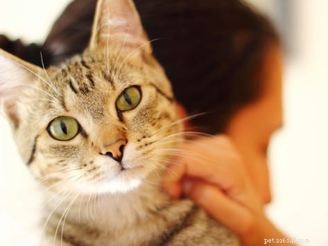 Co je kočičí akné a jak ho léčit