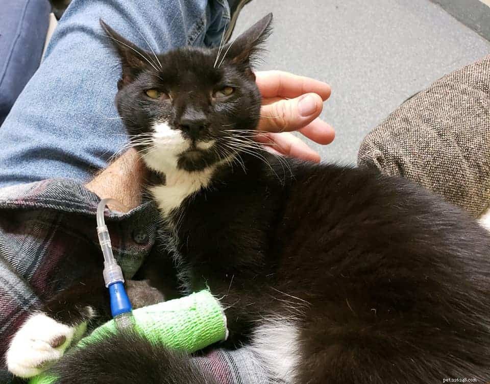 Majitelka kočky se zlomeným srdcem doufá, že příběh jejího kotěte může pomoci zachránit životy jiných kočkovitých šelem