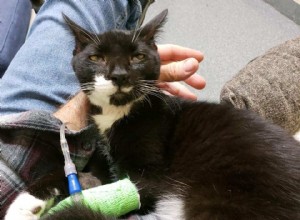 Majitelka kočky se zlomeným srdcem doufá, že příběh jejího kotěte může pomoci zachránit životy jiných kočkovitých šelem