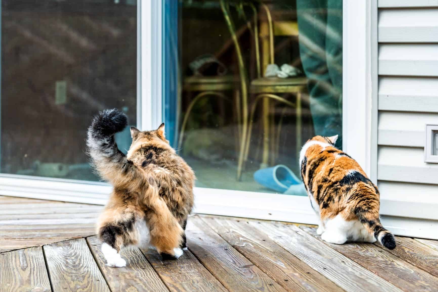 屋内の猫が外に出た場合の対処方法 